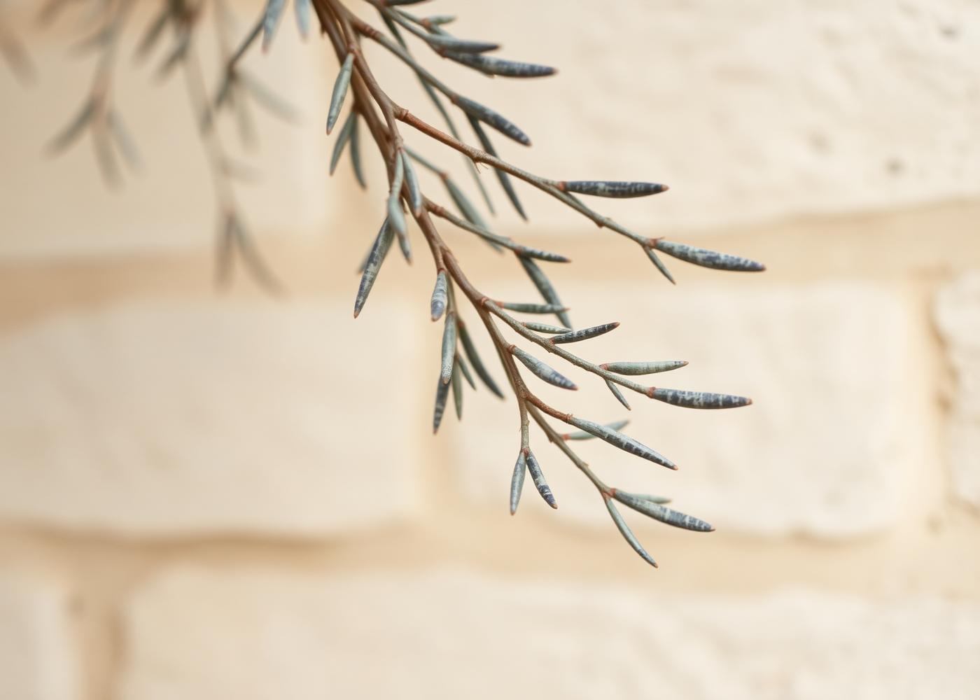 Olive branch against a pale stone wall